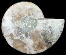 Cut Ammonite Fossil (Half) - Agatized #60291-1